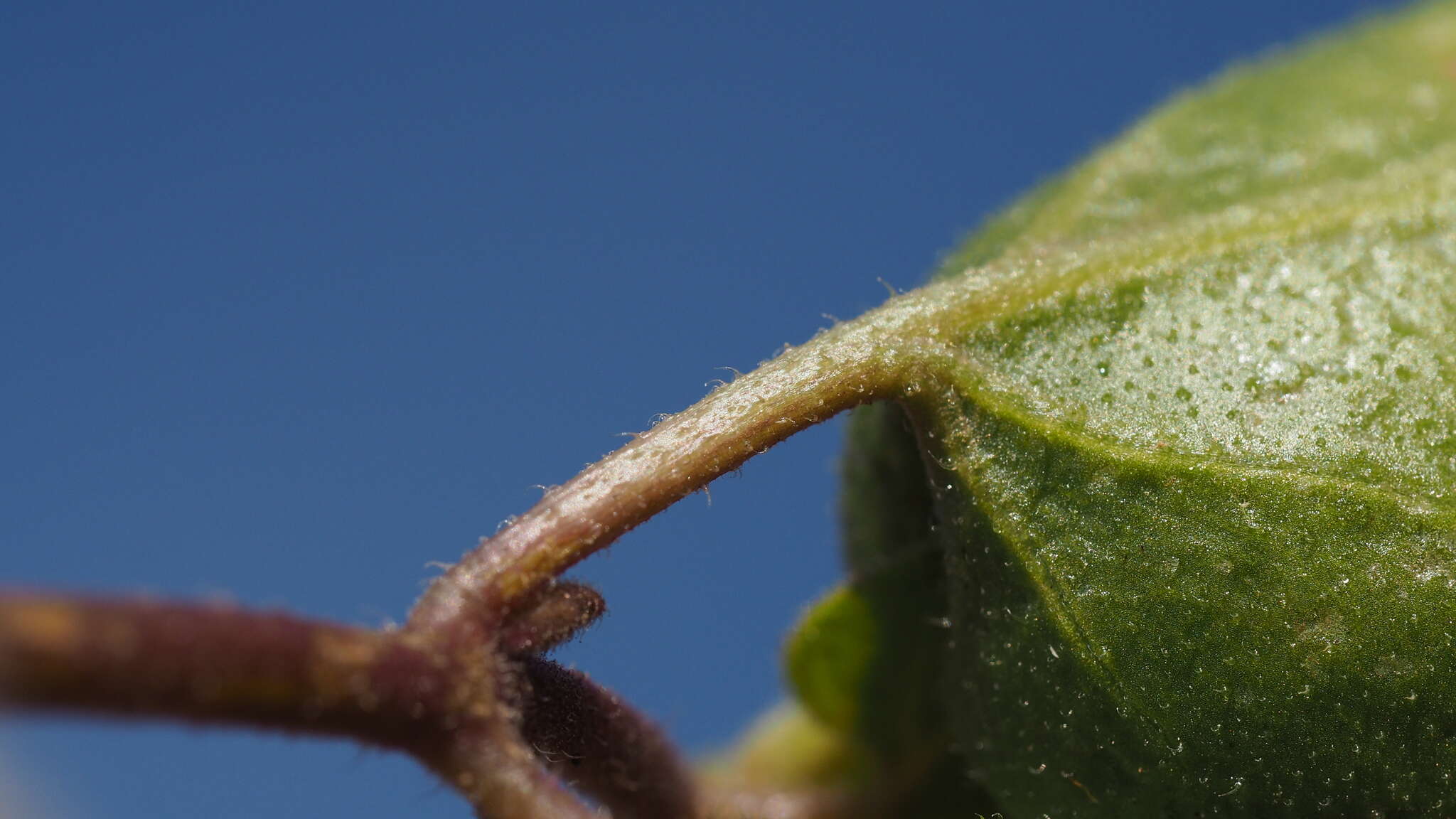 Imagem de Mirabilis laevis var. retrorsa (A. Heller) Jeps.