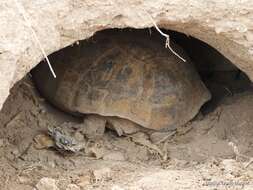 Image of Bolson Tortoise