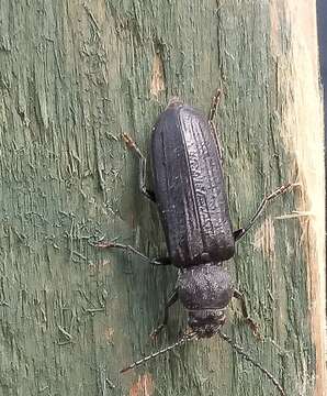 Image of Black Spruce Borer