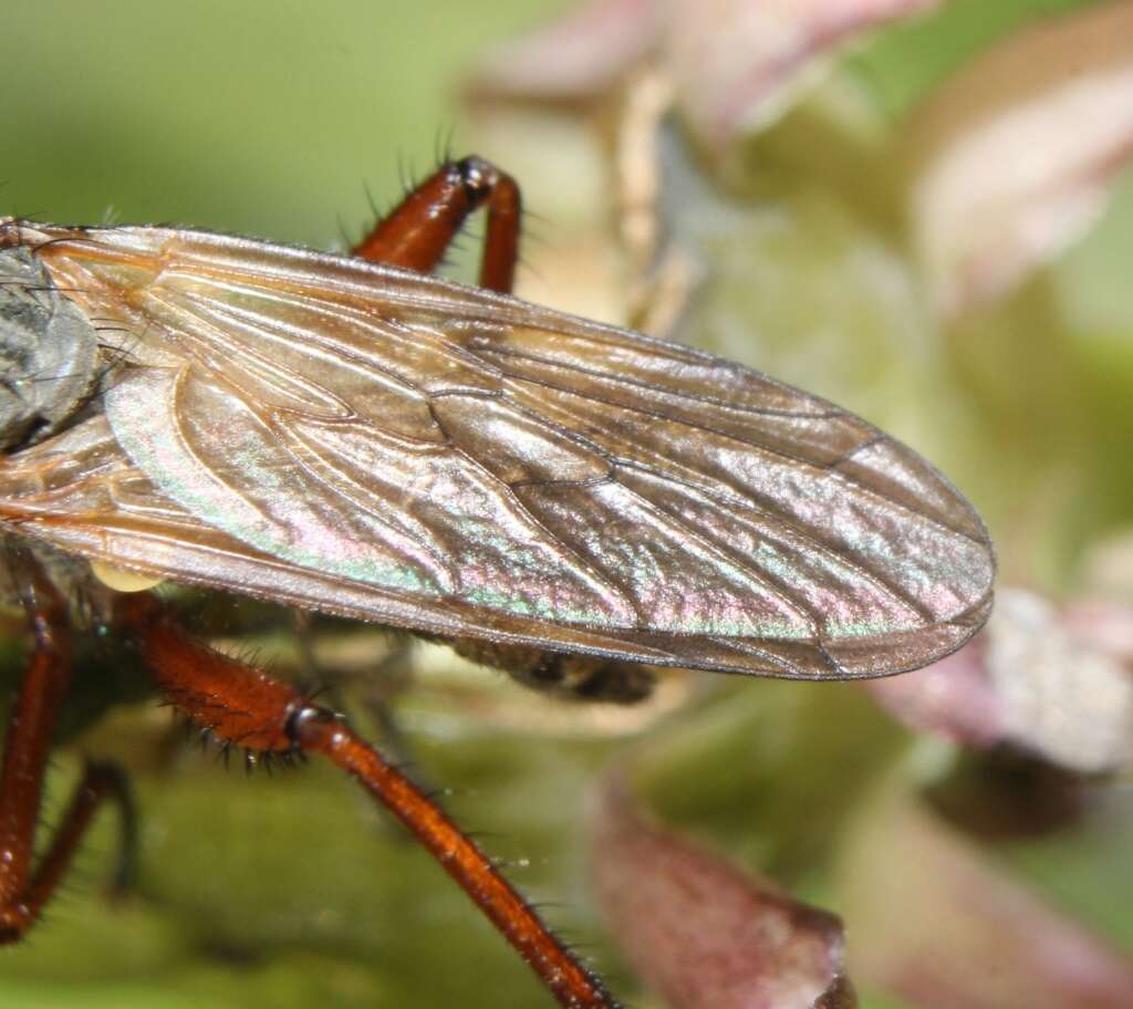 Image of Empis spectabilis Loew 1862