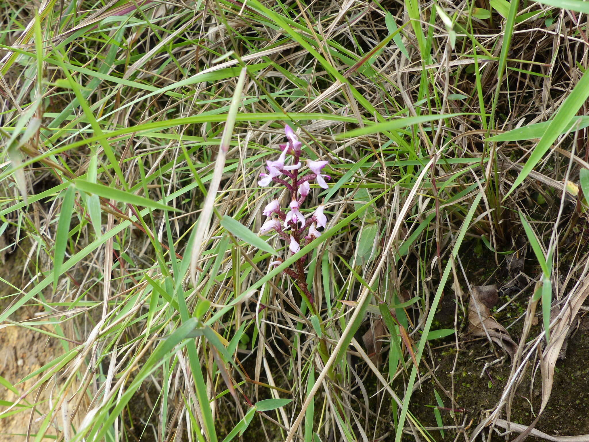 Image of Disa equestris Rchb. fil.