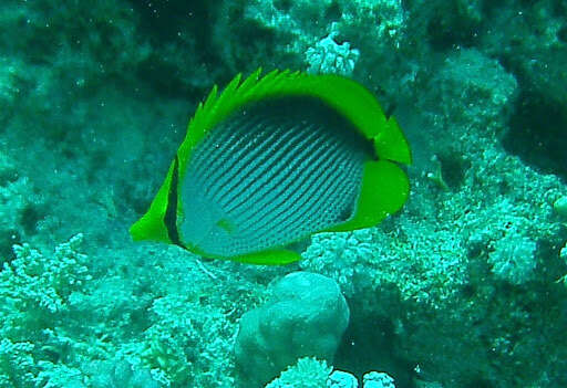 Image of Black-back Butterflyfish