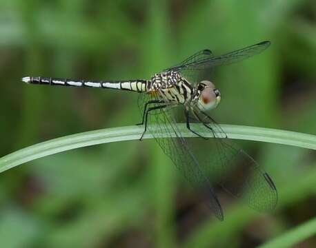 Image of Black-tipped Percher