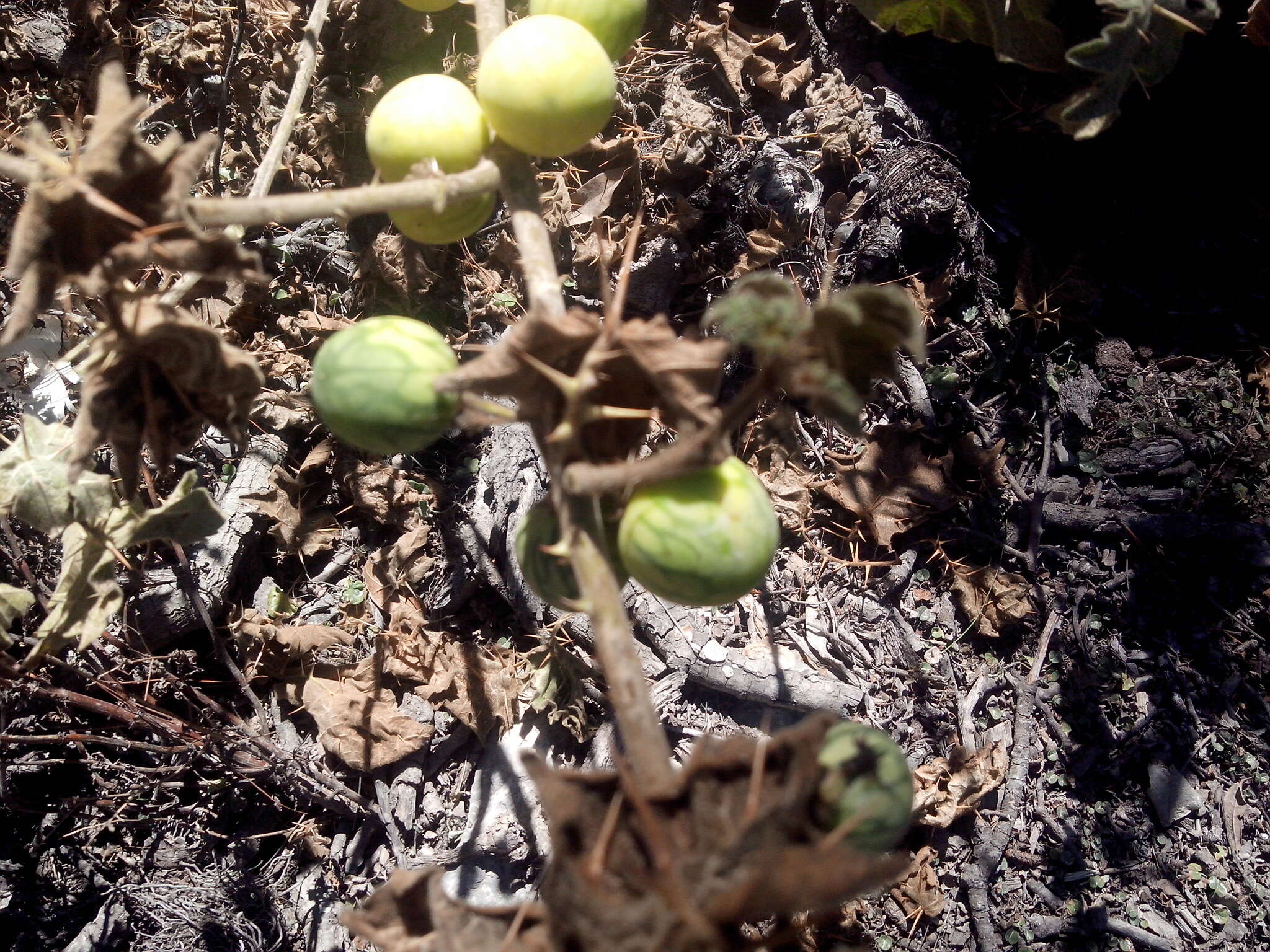 صورة Solanum myriacanthum Dun.