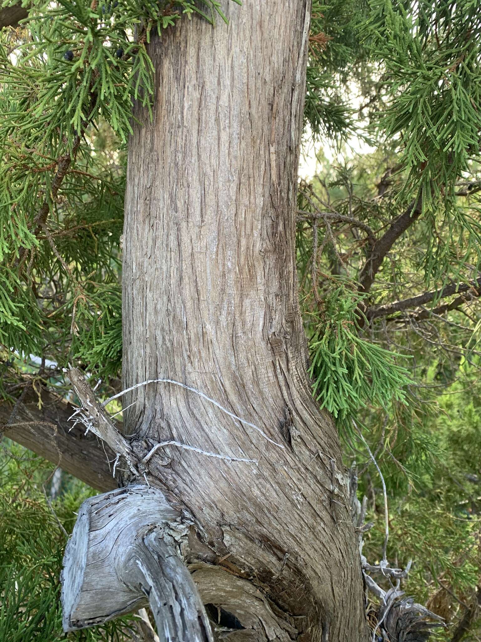 Juniperus bermudiana L. resmi