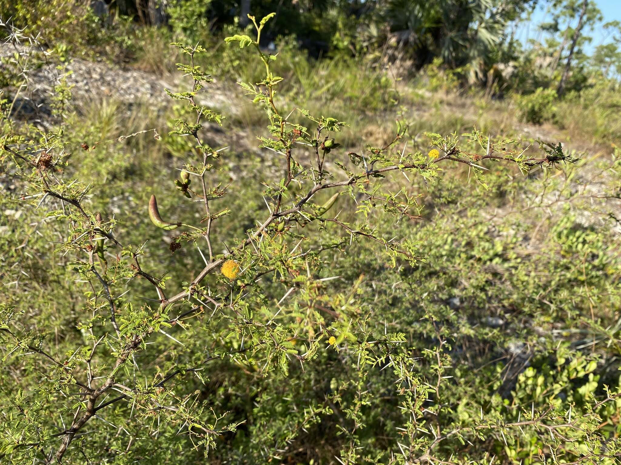 Слика од Vachellia farnesiana var. pinetorum (F. J. Herm.) Seigler & Ebinger