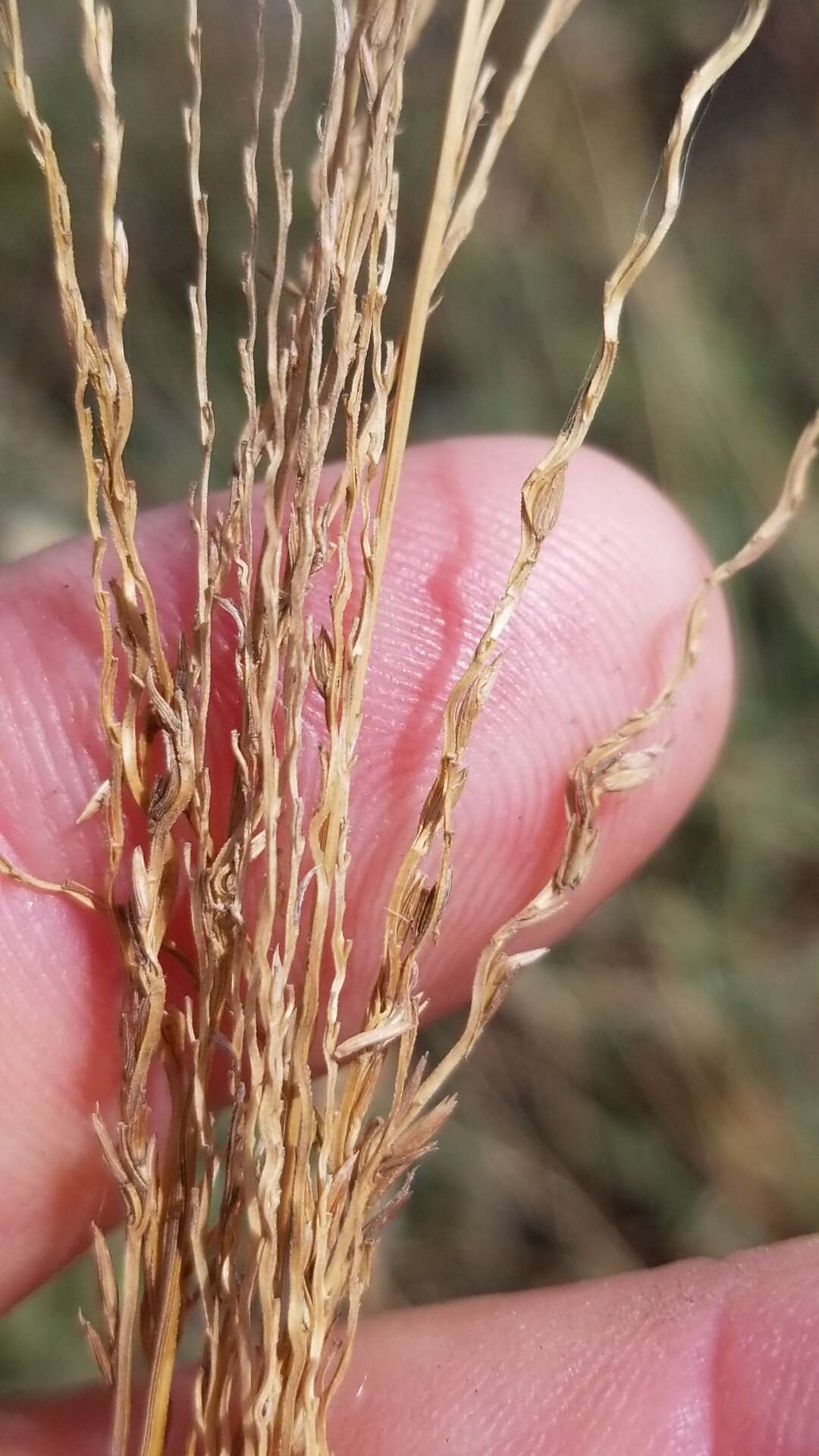 Image of Texas crabgrass