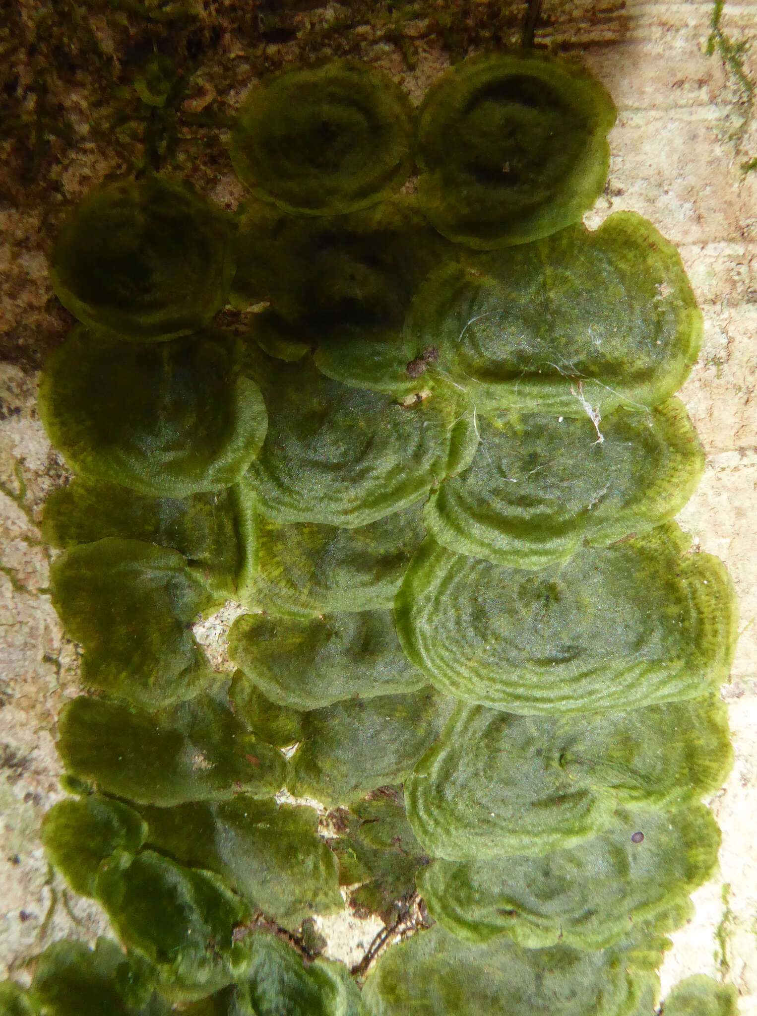 Image of Tahiti bristle fern