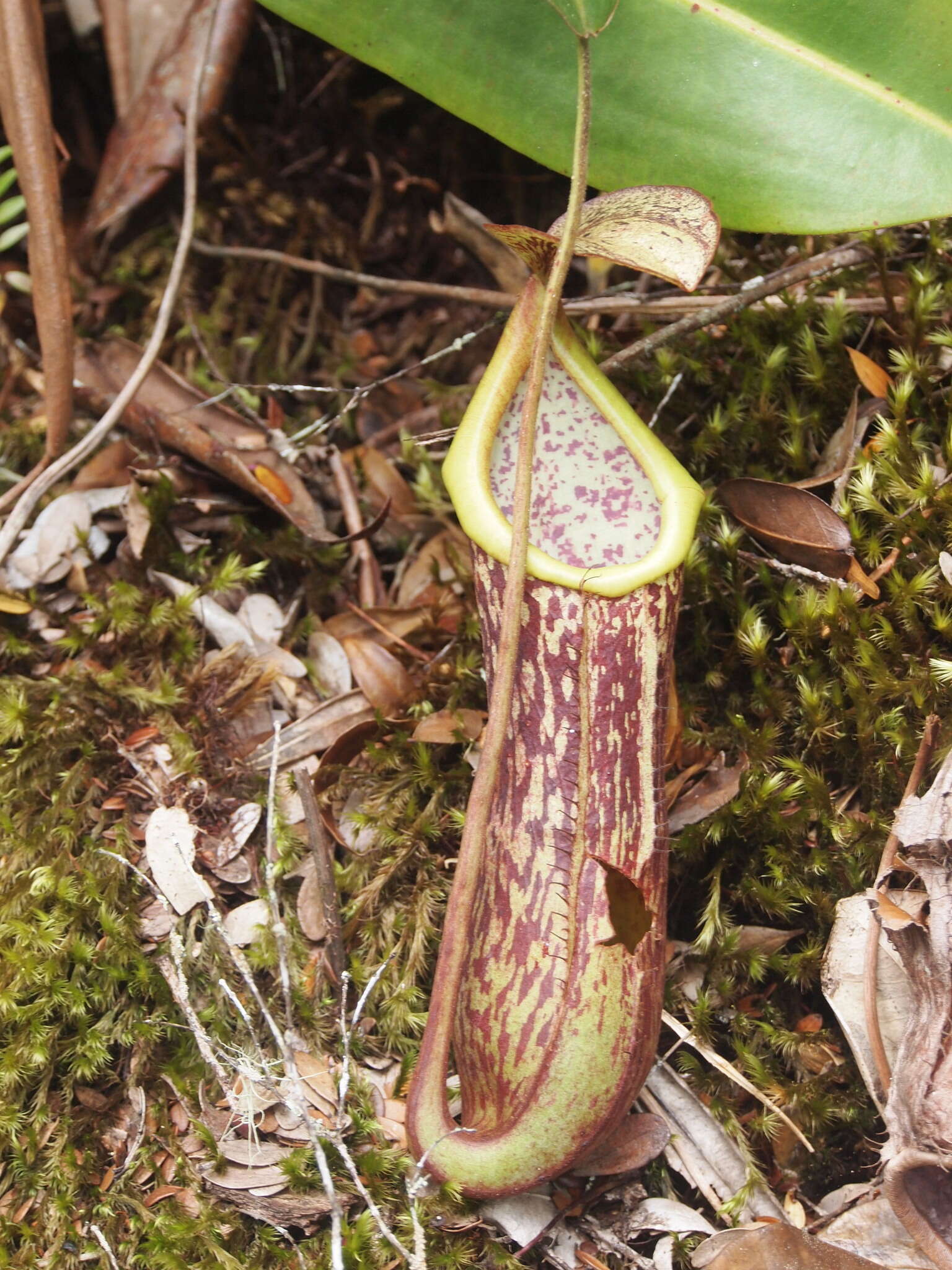 Image of Nepenthes stenophylla Mast.