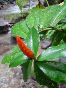 Image of spiral ginger