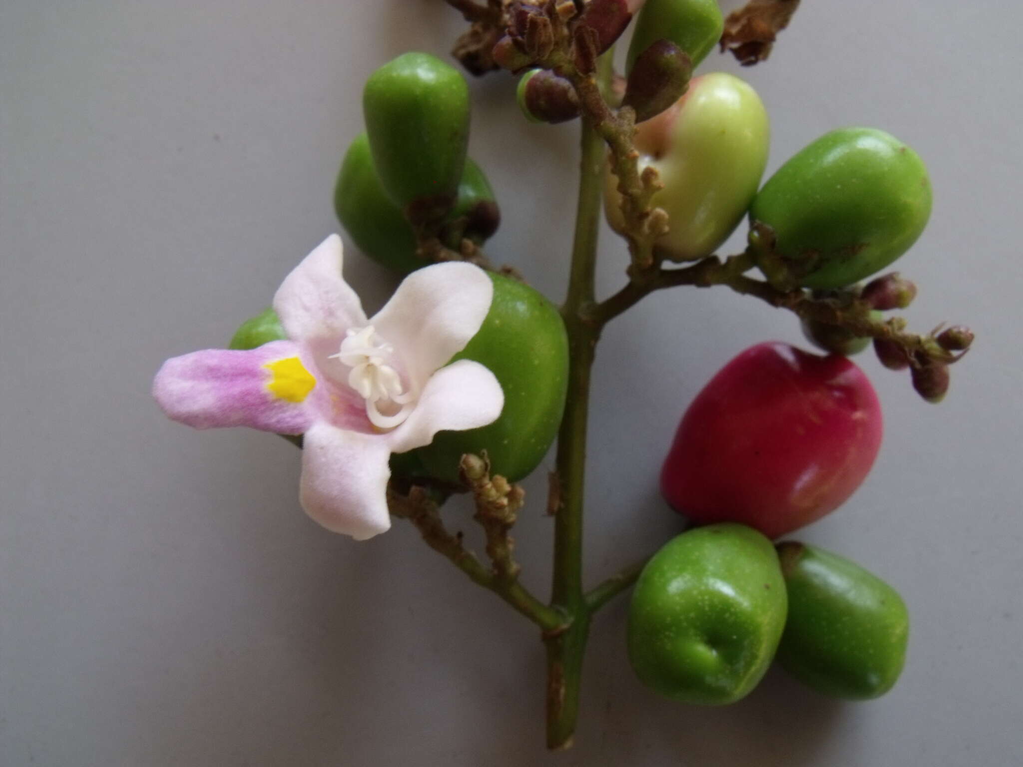 Image of Gmelina dalrympleana (F. Muell.) H. J. Lam