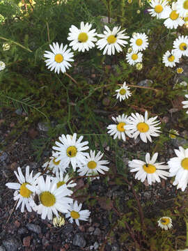 Image of scentless false mayweed