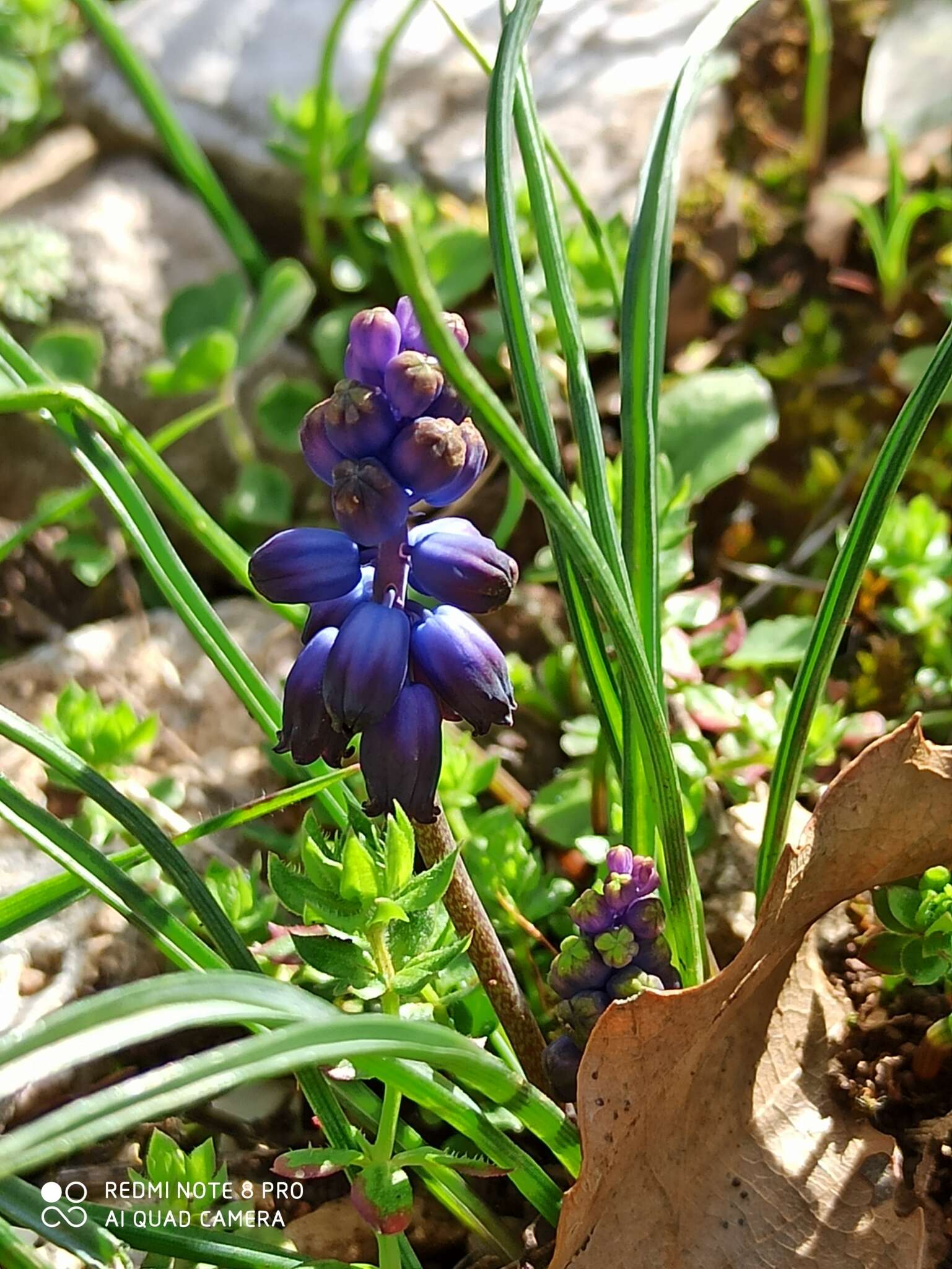 Слика од Pseudomuscari inconstrictum (Rech. fil.) Garbari