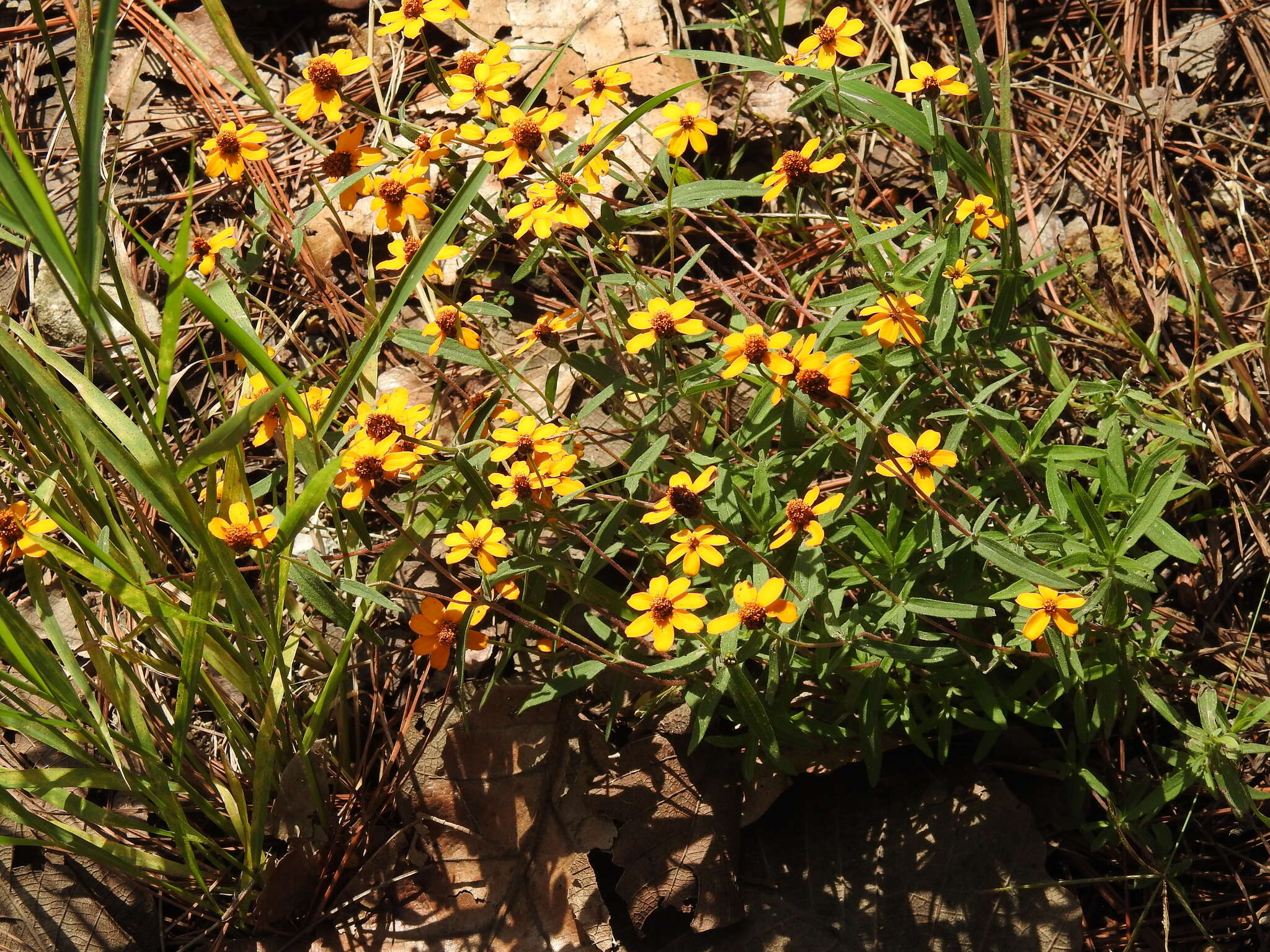 Image of narrowleaf zinnia