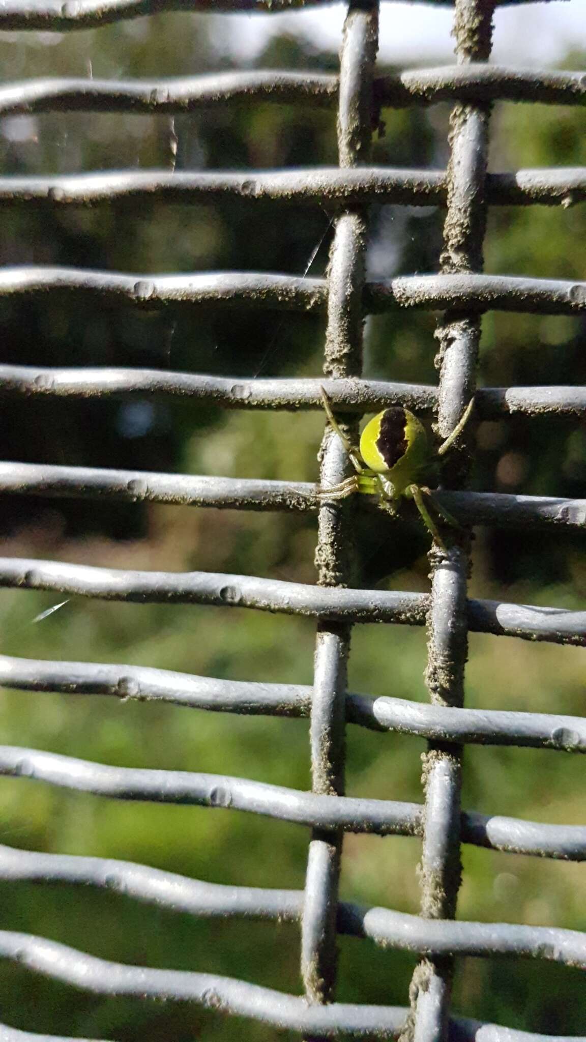 Image de Colaranea melanoviridis Court & Forster 1988