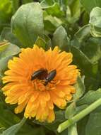 Image of Punctate Blister Beetle