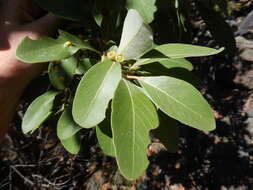 Image of Lophostemon grandiflorus subsp. riparius (Domin) P. G. Wilson & J. T. Waterhouse