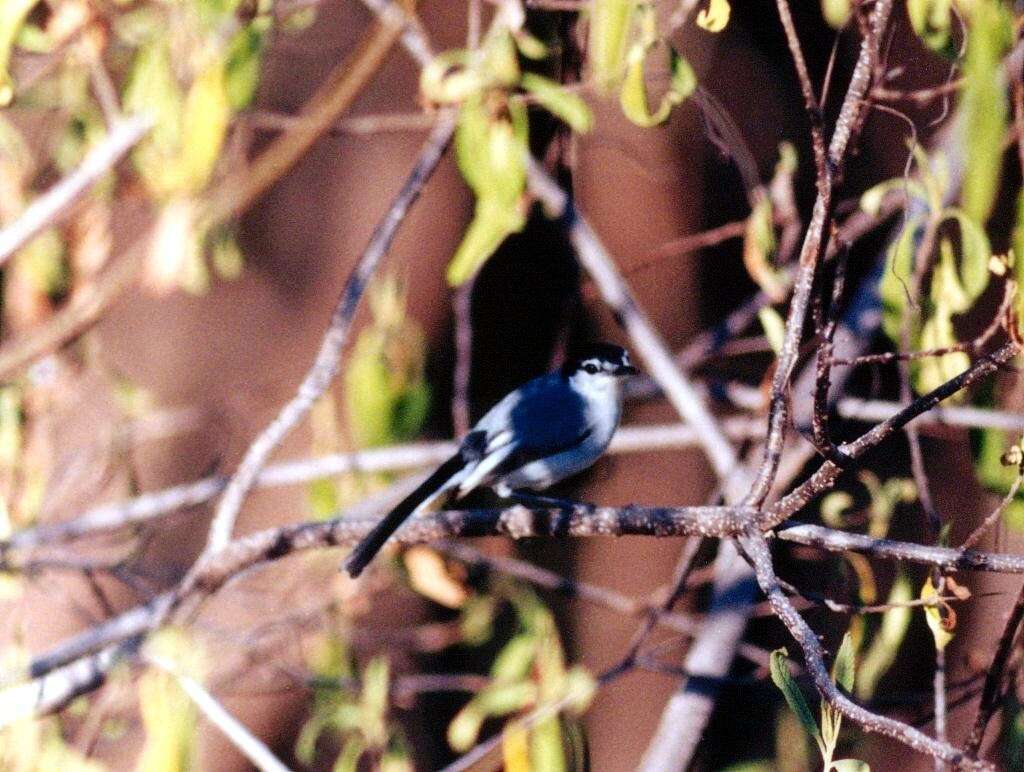 Image of White-lored Gnatcatcher