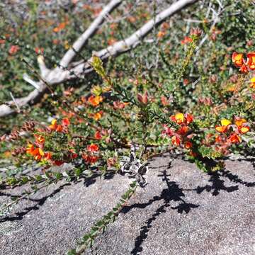 Image of Oxylobium cordifolium Andrews