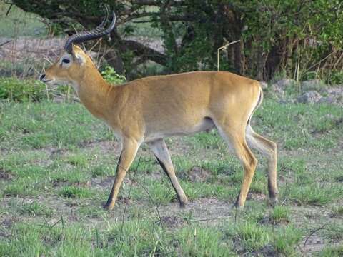 Image of Buffon’s Kob