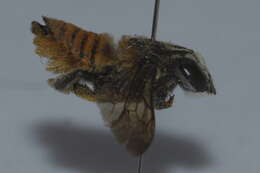 Megachile bicolor (Fabricius 1781)的圖片