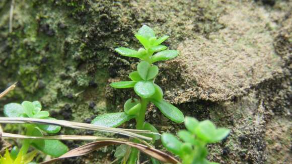 Sedum bulbiferum Makino resmi