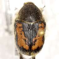 Image of Euphoria pilipennis (Kraatz 1883)