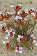 Image of Stylidium cygnorum Fitzg.