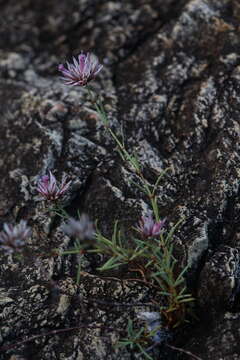 Image of Polycarpaea spirostylis F. Müll.