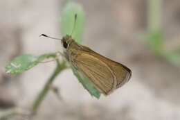 Image of Julia's Skipper