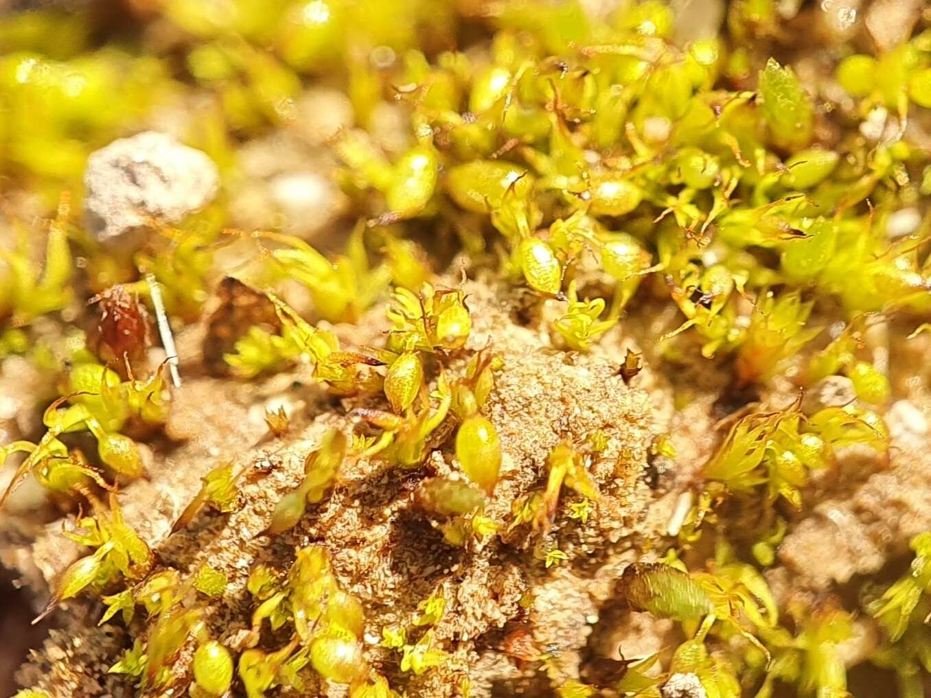 Image of Microbryum curvicollum