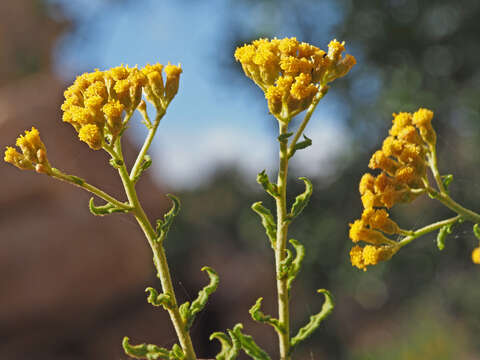 Image of Helichrysum scabrum (Thunb.) Less.