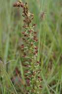 Image of Satyrium parviflorum Sw.