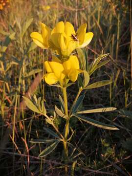 Слика од Thermopsis lanceolata R. Br.