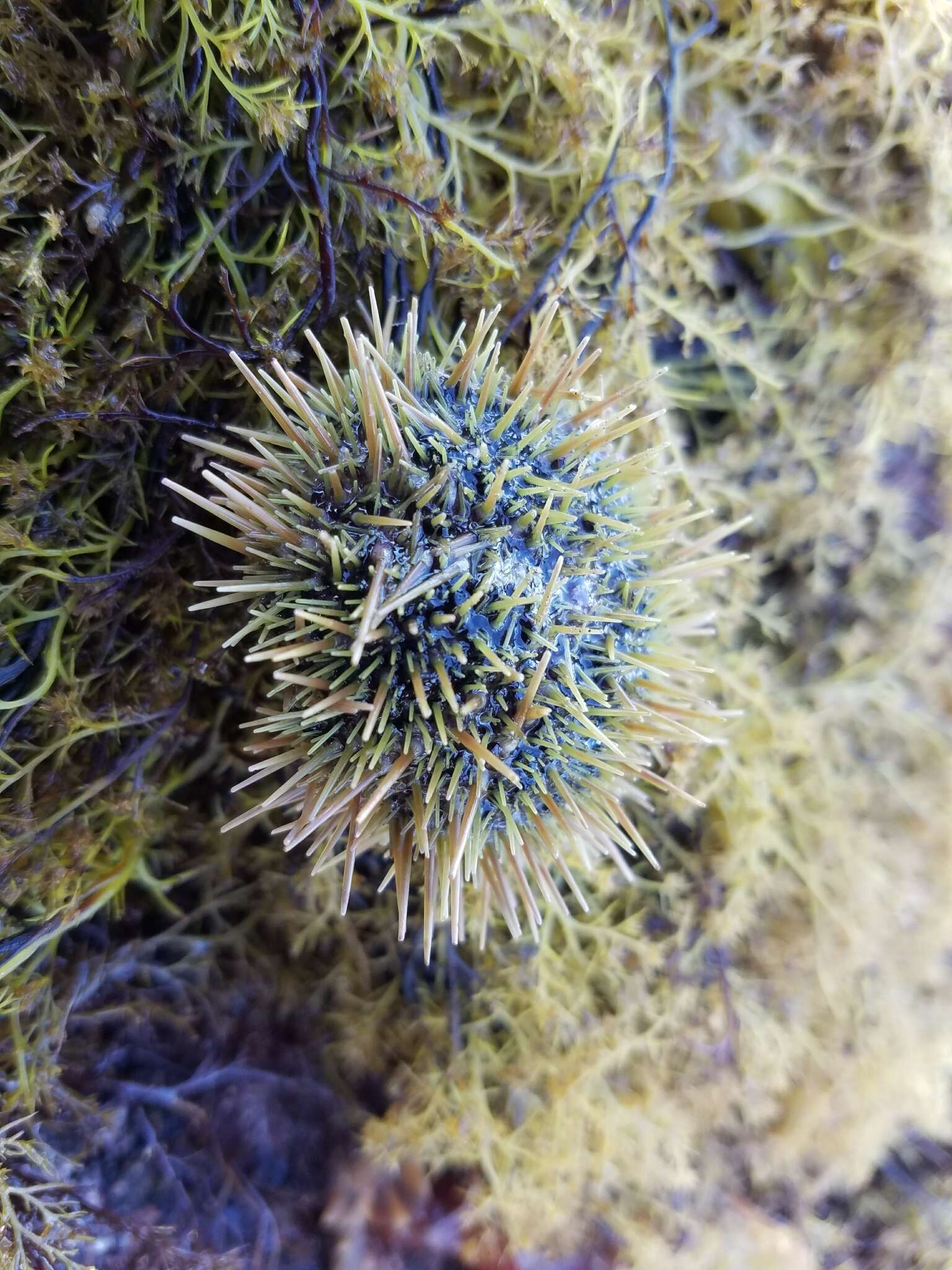 Image of green sea urchin