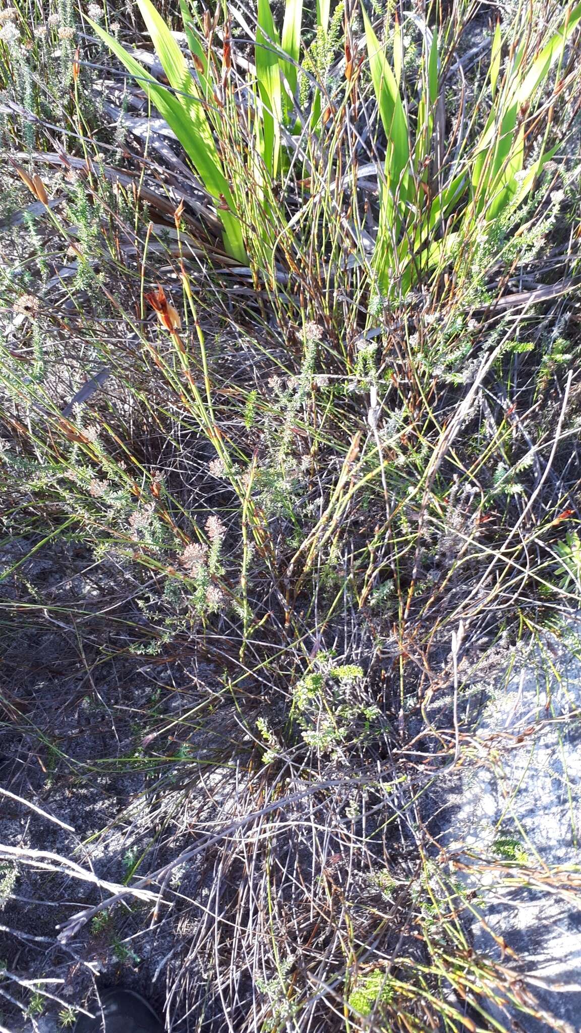 Image of Willdenowia glomerata (Thunb.) H. P. Linder