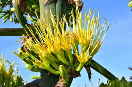 Image of Agave shawii subsp. goldmaniana (Trel.) Gentry