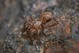 Image de Hexurella apachea Gertsch & Platnick 1979