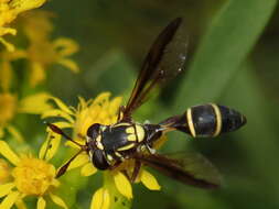 Image of Polybiomyia macquarti