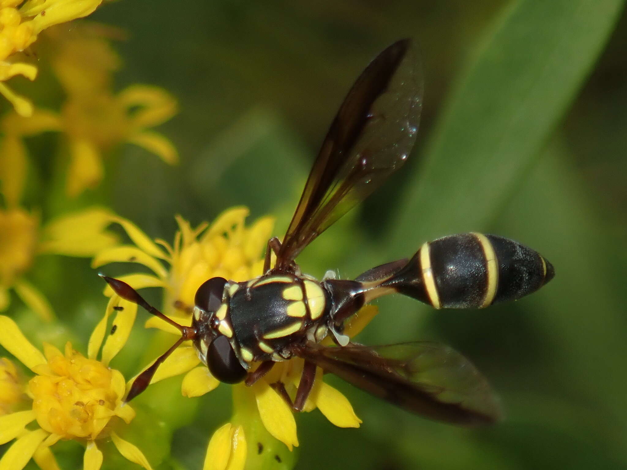 Image of Polybiomyia macquarti