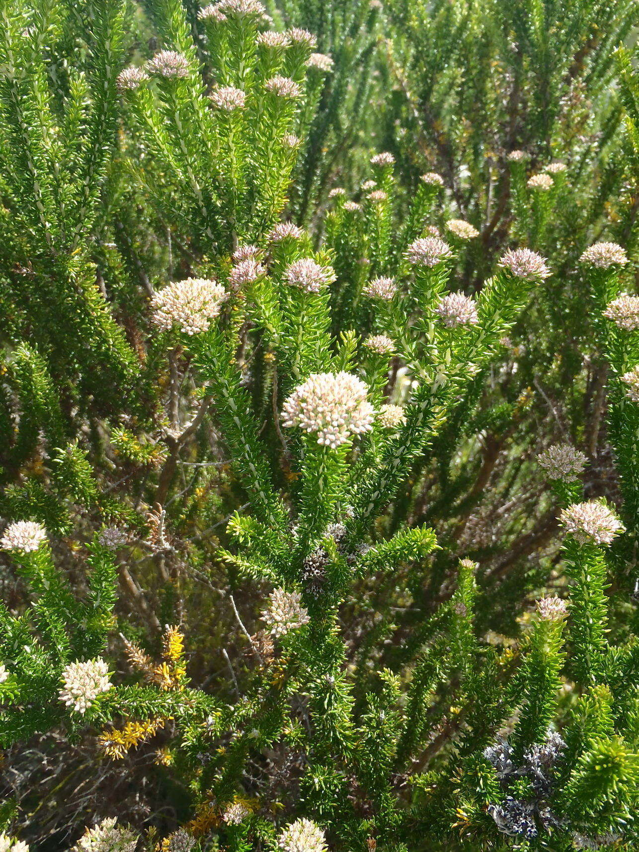 Image of Strandveld Blombush