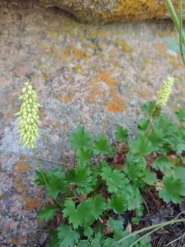 Image de Heuchera bracteata (Torr.) Ser.