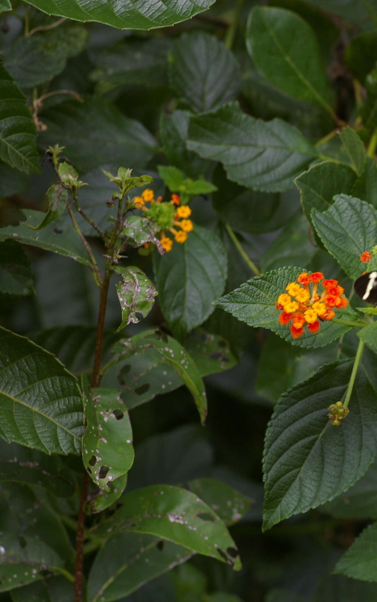 Image of Heliconius charithonia ramsdeni Comstock & Brown 1950