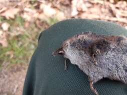 Image of VALAIS SHREW