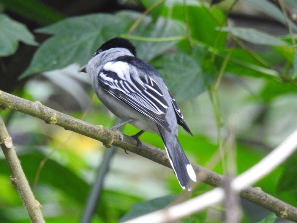 Image of Gray-collared Becard