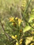 Image of Louisiana goldenrod