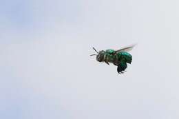 Image of Dilemma Orchid Bee