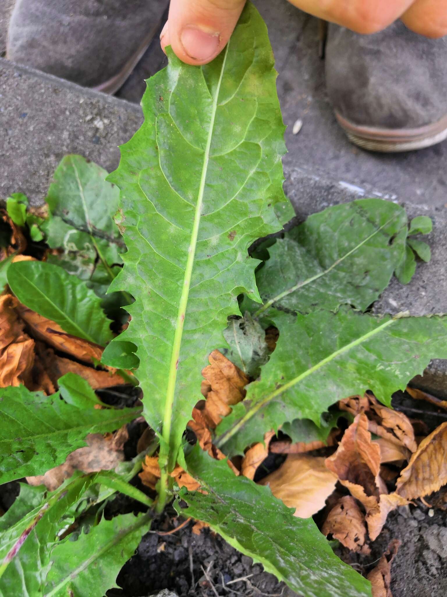 Image of Podosphaera erigerontis-canadensis (Lév.) U. Braun & T. Z. Liu 2010