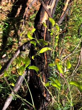 Image of Darling Pea