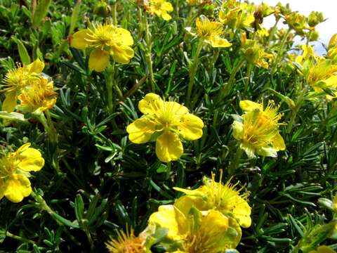 Image of twoflower cinquefoil